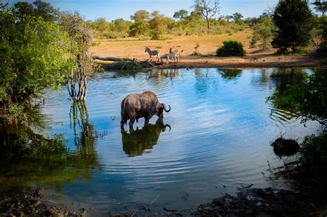  The Watering Hole : Een Betoverende Toets van Afrika's Wilde Schoonheid en Mysterieuze Symboliek!